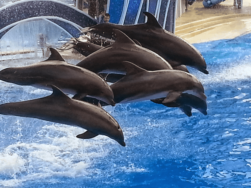 dolphins jumping in a SeaWorld Orlando show