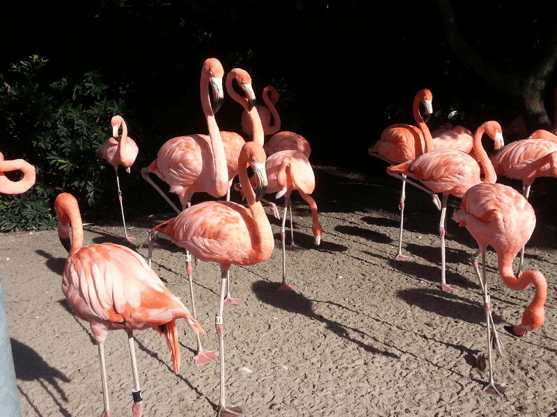 group of pink flamingos