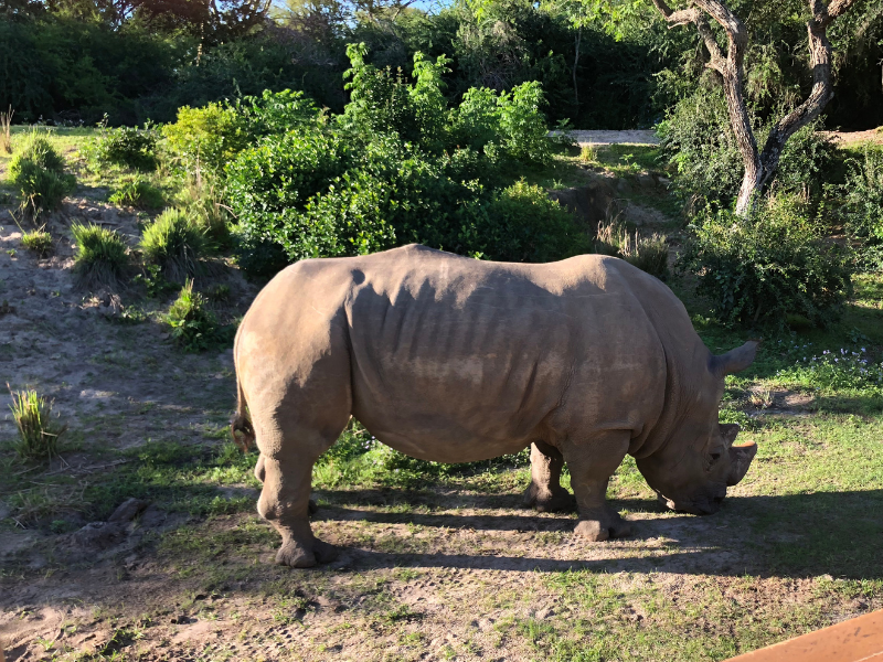 Rhino on Disney's Kilmanjaro Safari 
