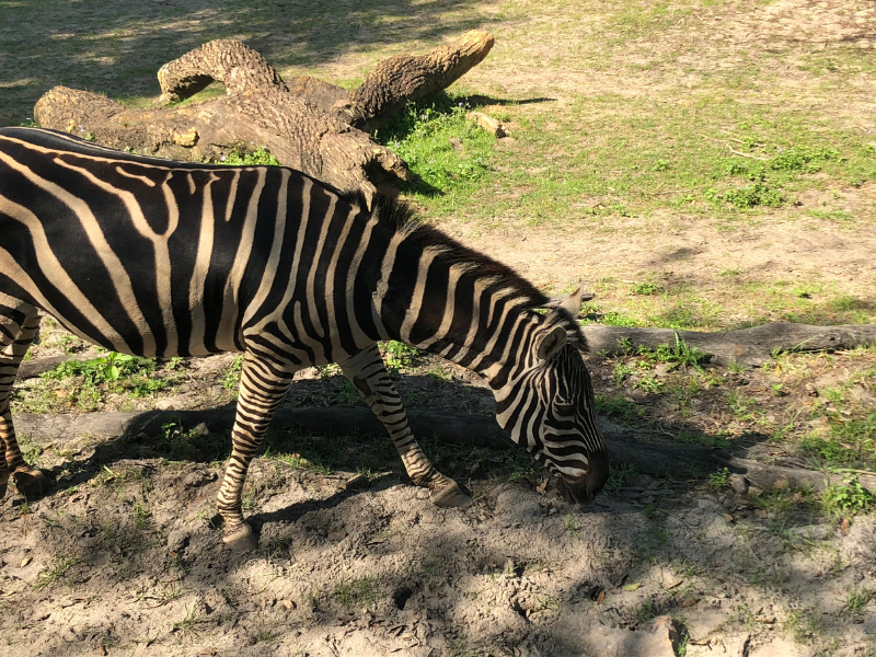 Zebra on Disney's Kilmanjaro Safari 